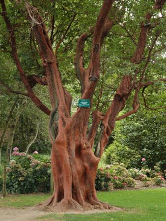 arbutus%20andrachnoides