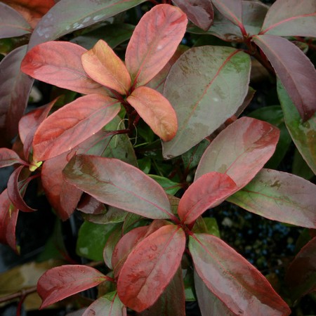 viburnum%20le%20bois%20marquis%20(2)