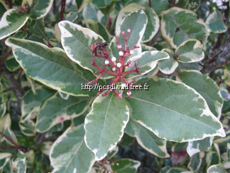 viburnum%20tinus%20variegatum%20(1)
