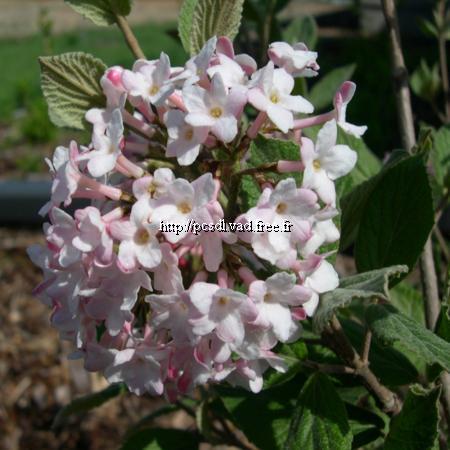 viburnum%20juddi%20(1)