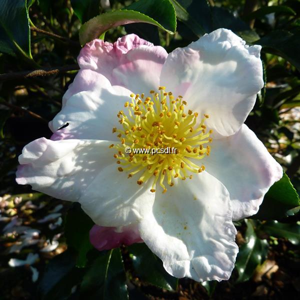 Camellia sasanqua Ondee (1)