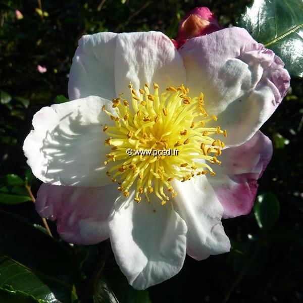 Camellia sasanqua Ondee (2)