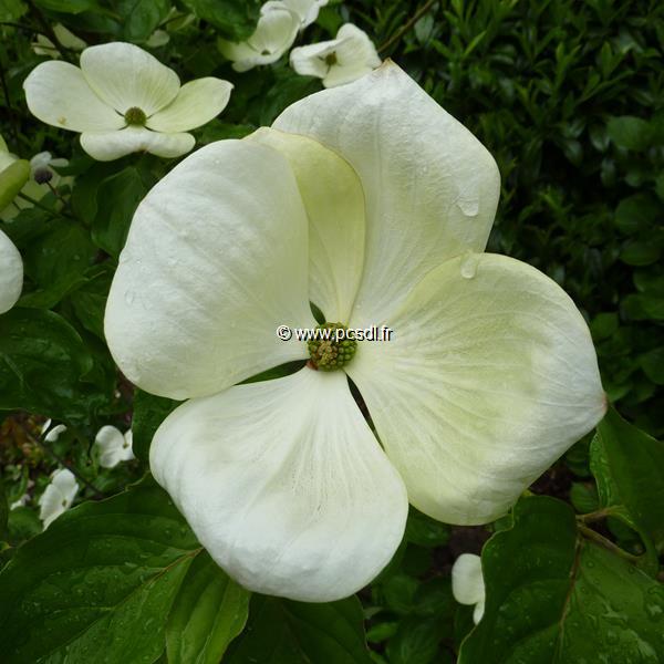 Cornus Venus (2)