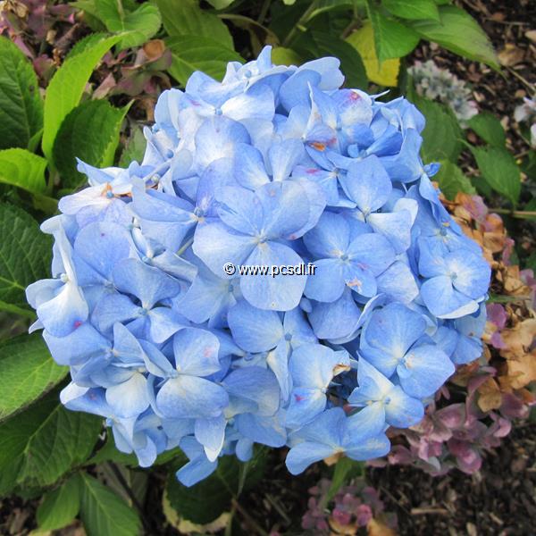 Hydrangea macrophylla Mme A Riverain