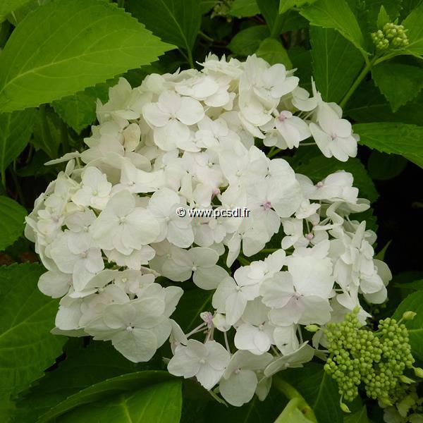 Hydrangea macrophylla Mme Emile Mouillere (1)