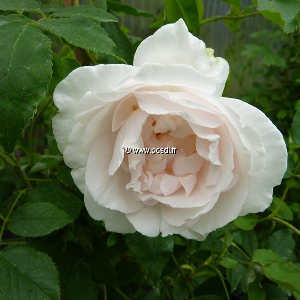 Rosa Mme Alfred Carriere (1)