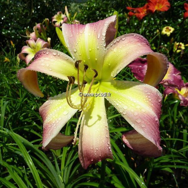 Hemerocallis Wilson Spider (2)