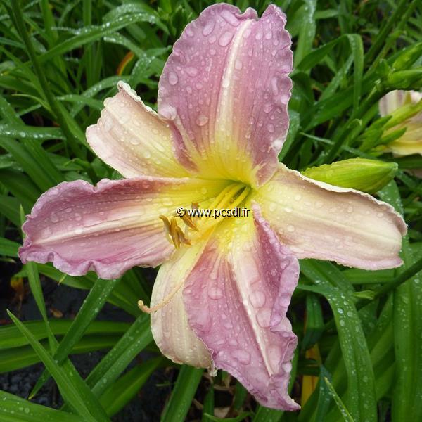 Hemerocallis Ben Arthur Davis (3)