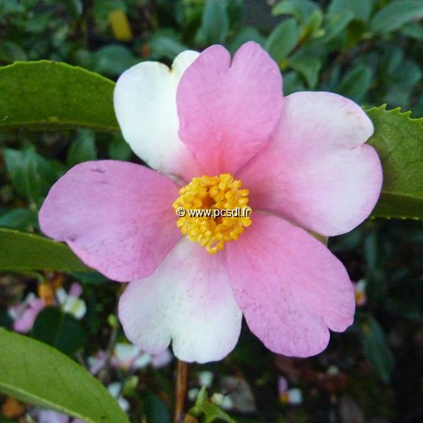 Camellia sasanqua Yume (1)