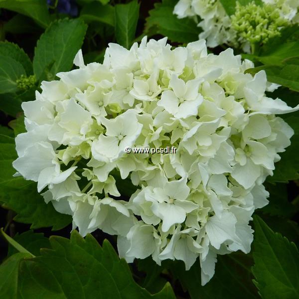 Hydrangea macrophylla Nymphe (2)