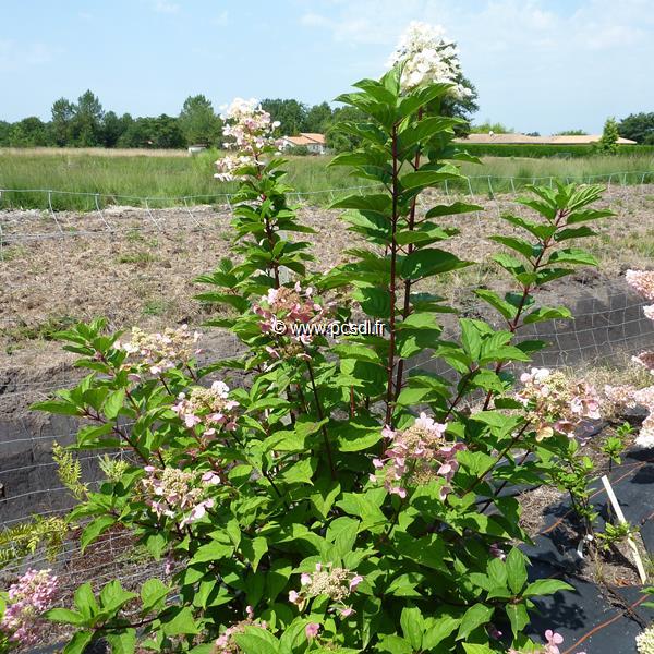 Hydrangea paniculata Wims Red (1)