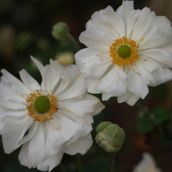 Anemone Whirlwind