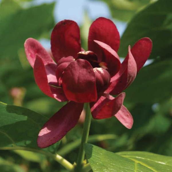 Calycanthus Aphrodite