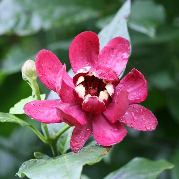 Calycanthus Aphrodite (1)