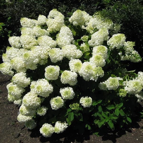 Hydrangea paniculata Silver Dollar