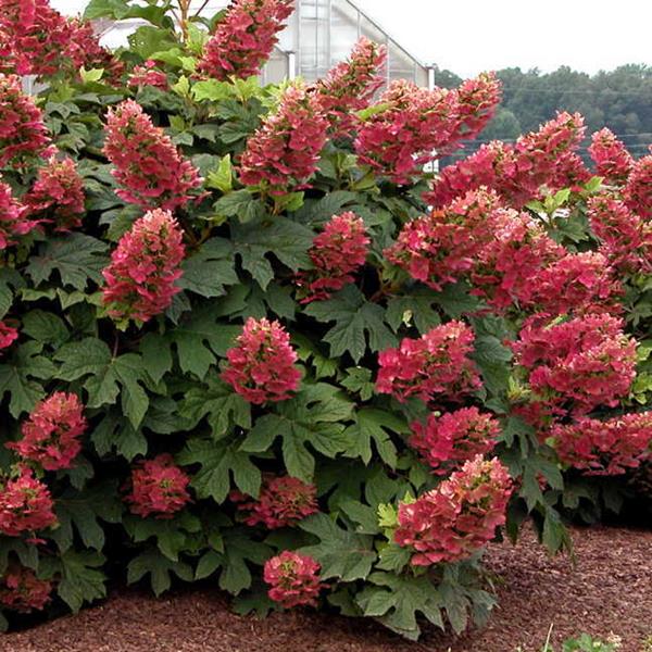 Hydrangea quercifolia Ruby Slippers