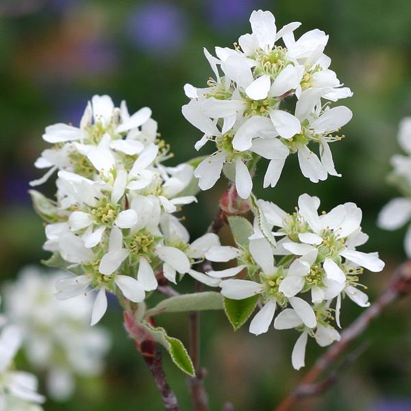Amelanchier canadensis Prince William (2)