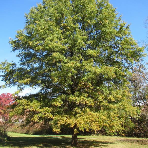 Quercus phellos (2)