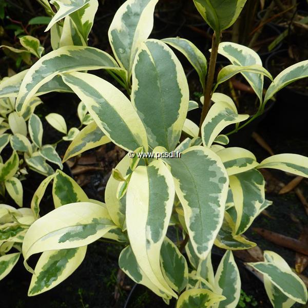 Ligustrum japonicum Pierrot