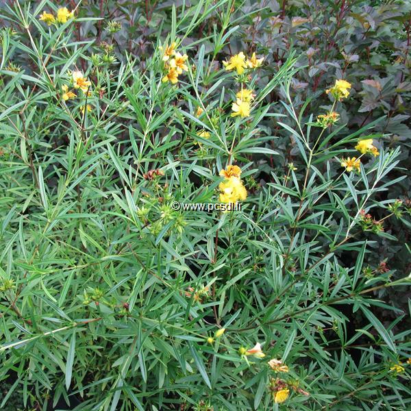 Hypericum prolificum (2)