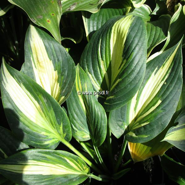 Hosta High Society