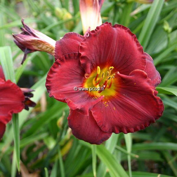 Hemerocallis Forever Red