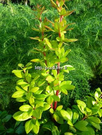 berberis%20media%20dual%20jewel%20(1)