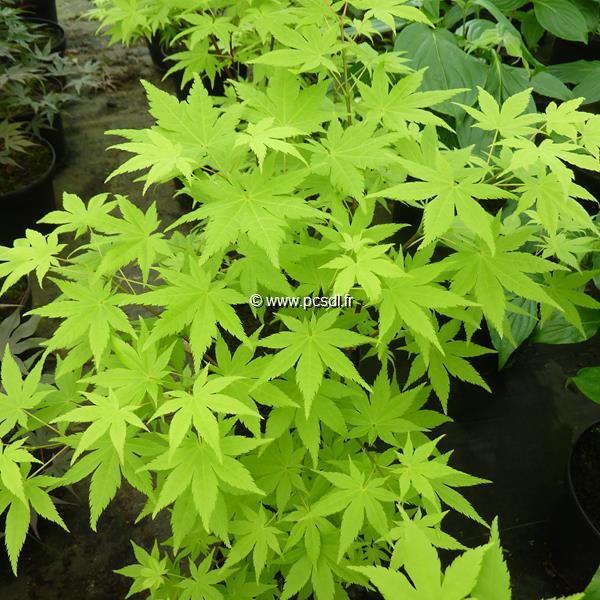 Acer palmatum Summer Gold (1)
