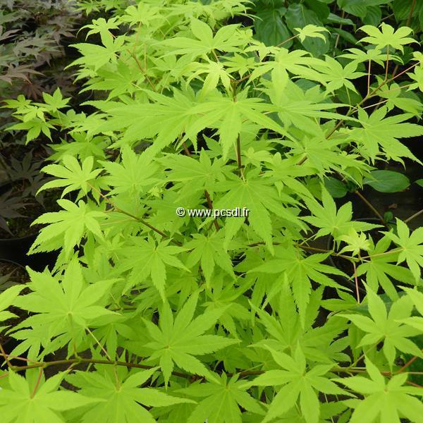 Acer palmatum Summer Gold (2)