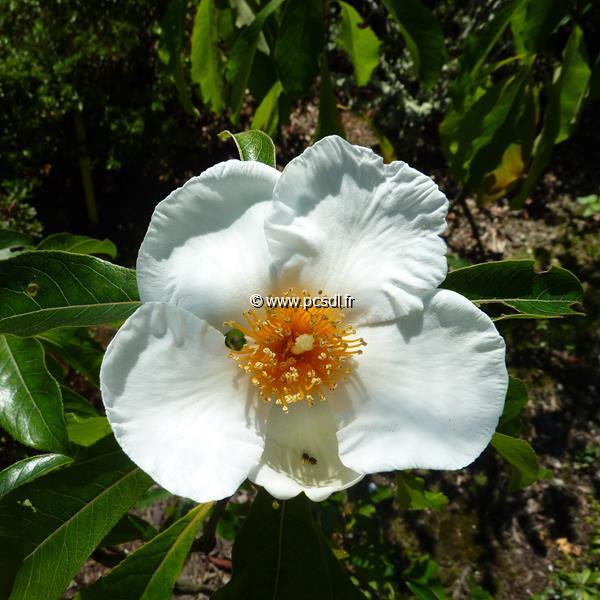 Franklinia alatamaha (2)