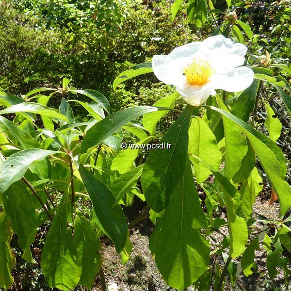 Franklinia alatamaha (1)
