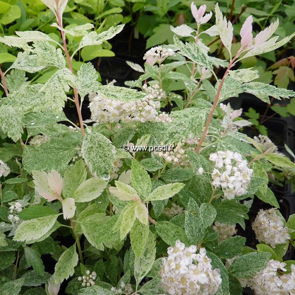 Spiraea vanhouttei Pulverulenta (2)