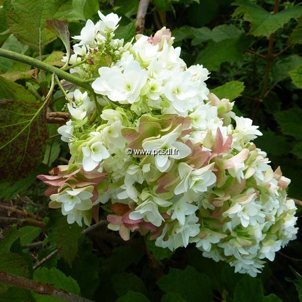 Hydrangea quercifolia Snowflake (10)