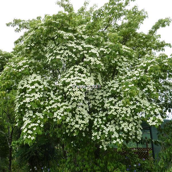 Cornus kousa Angustata (3)