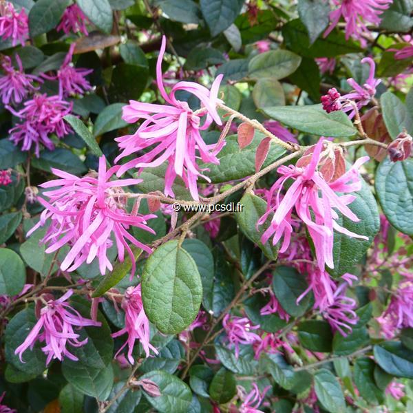 Loropetalum chinense Rubrum (3)