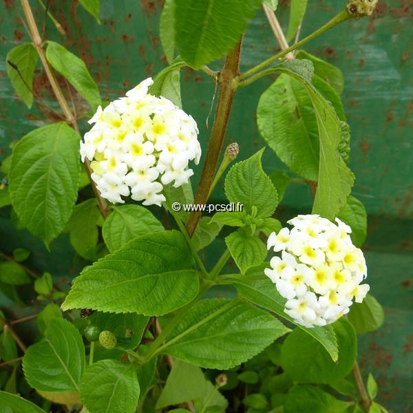 Lantana camara Avalanche (1)
