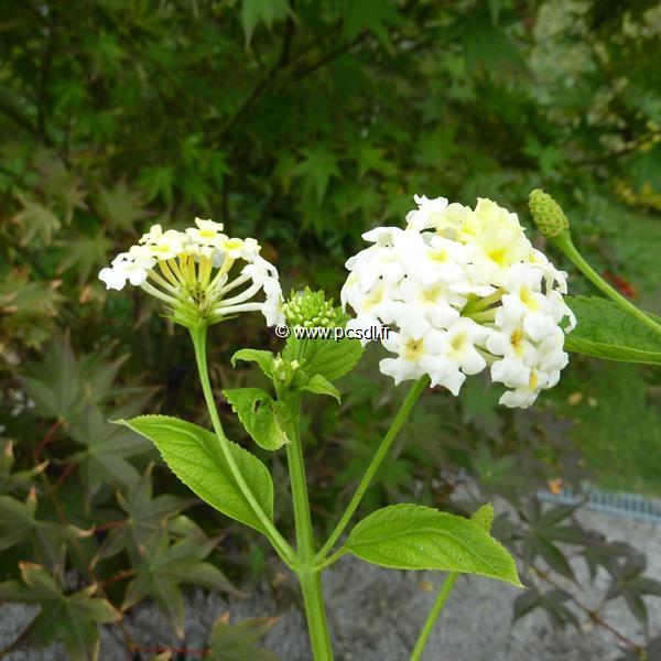 Lantana camara Avalanche (2)