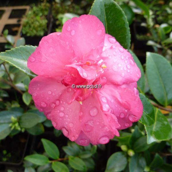 Camellia sasanqua Dazzler