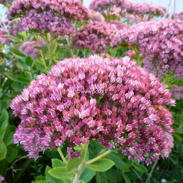 Sedum Herbstfreude (1)