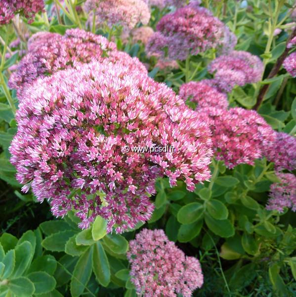 Sedum Herbstfreude (2)