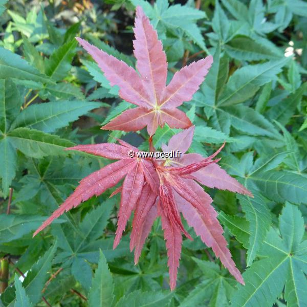 Acer palmatum Beni Maiko (3)