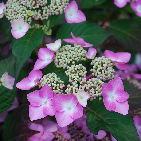 Hydrangea macrophylla Twist&amp;Shout