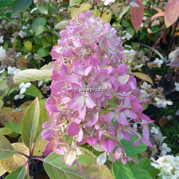 Hydrangea paniculata Little Lime