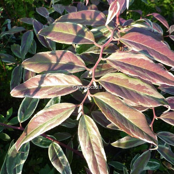Leucothoe Whitewater