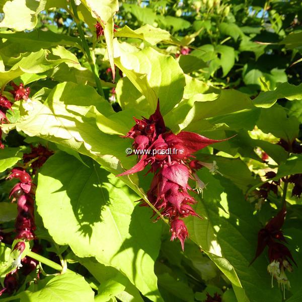 Leycesteria formosa Aurea (3)