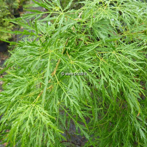 Acer palmatum dissectum Flavescens (1)