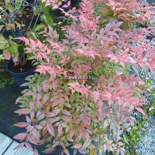 Nandina domestica 'Gulf Stream' C12L 40/60 - Tous les arbustes - Pépinières  côte sud des landes