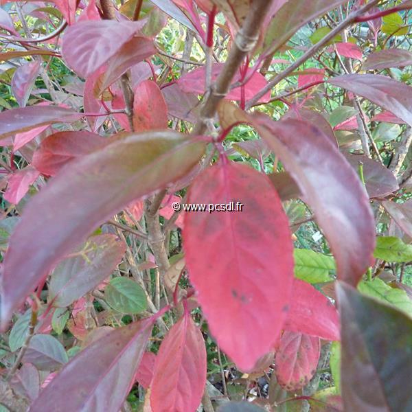 Viburnum Le Bois Marquis (1)