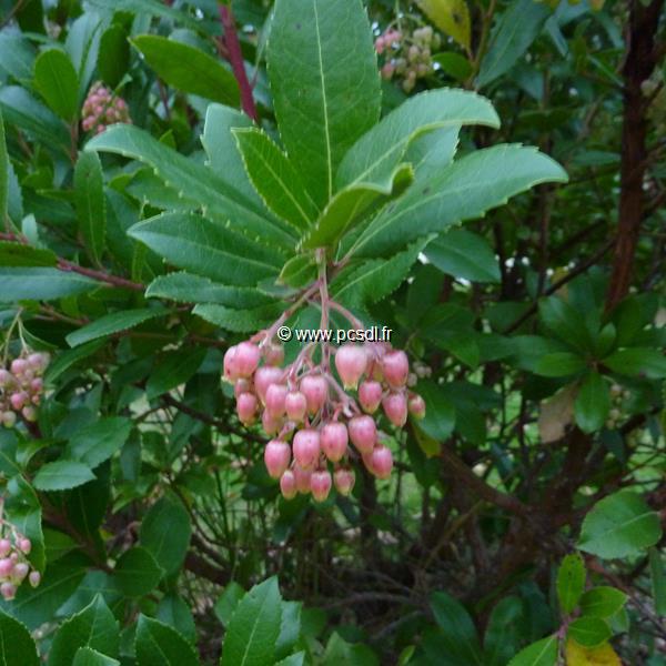 Arbutus unedo rubra (2)