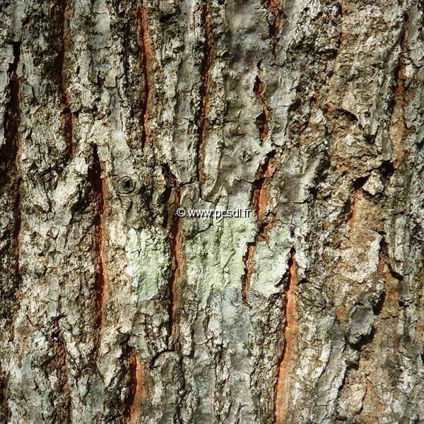 Quercus acutissima (2)